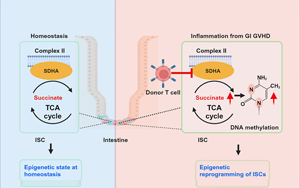 Cell Stem Cell：炎癥會給腸道干細胞留下持久的印象，從而降低它們的愈合能力