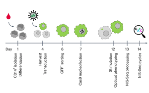 Nature Biotechnology:彩色細胞核顯示出細胞的關鍵基因