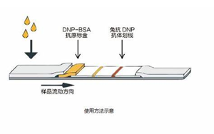 因為獨立，所以強大——優質的獨立C線質控系統DNP抗原抗體