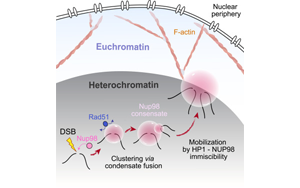 Molecular Cell：DNA修復系統中的“隱藏玩家”——Nup98