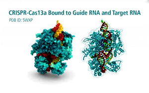 RNA切割用重組CRISPR-Cas13a蛋白