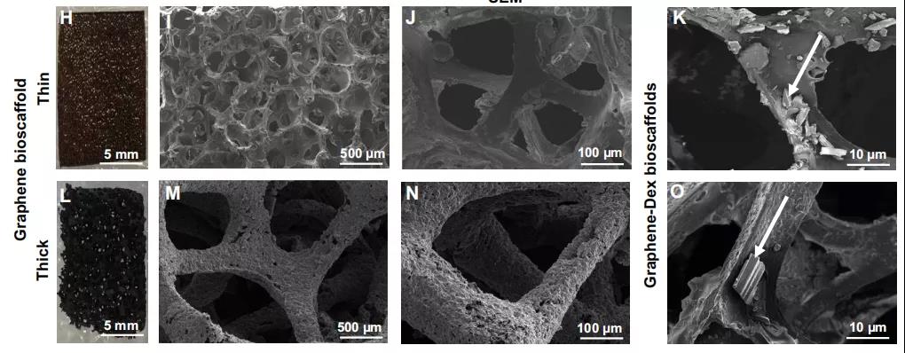 石墨烯 YYDS!Science Advances:石墨烯生物支架用于抑制器官移植的炎癥反應(yīng),提高移植細(xì)胞的生存率