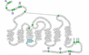 Nature:這款艾滋病藥物可逆轉中年記憶力喪失