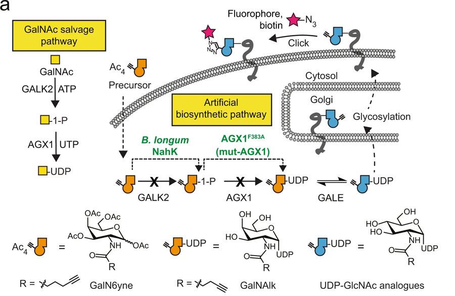 用于化學(xué)標(biāo)記UDP-GalNAc/GlcNAc類似物的人工生物合成途徑的開發(fā) 用于化學(xué)標(biāo)記UDP-GalNAc/GlcNAc類似物的人工生物合成途徑的開發(fā)