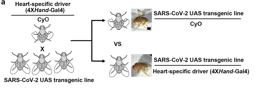 遺傳篩選示意圖，通過心臟病理學識別特定的SARS-CoV-2基因