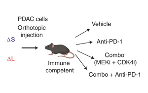 Nature Cancer公布一種新的基于CRISPR的技術，可以切割癌癥基因組并研究拷貝數(shù)的變化