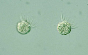 《PNAS》首次發現,一種專吃病毒為生的微生物