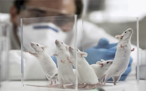 PNAS:最新發現!常見的甜味劑阿斯巴甜或與焦慮癥發生直接相關