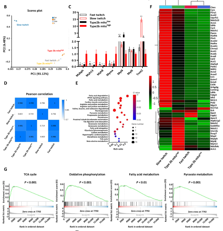 空間轉錄組學顯示2B mitohigh肌纖維具有EOM的特性 空間轉錄組學顯示2B mitohigh肌纖維具有EOM的特性