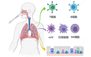 nature 子刊 | 鼻噴疫苗可顯著增強黏膜免疫,構建新冠防護第一線
