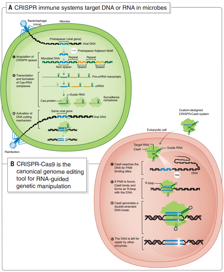 微生物中的 CRISPR 自我防御系統和 CRISPR-Cas9 基因編輯系統 微生物中的 CRISPR 自我防御系統和 CRISPR-Cas9 基因編輯系統