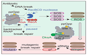 Molecular Cell令人驚訝的發現:導致抗生素耐藥性的第一步