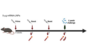 Science子刊:世界首個能抵御致死性細菌感染的mRNA疫苗問世