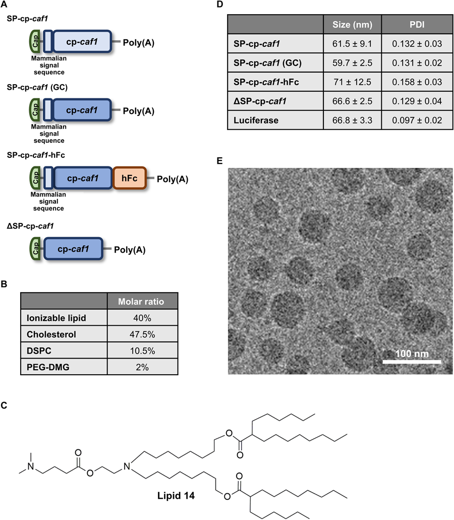 整個研究中使用的mRNA-LNPs制劑的結構設計、物理化學特性以及SP-cp-caf1 mRNA-LNPs引起的免疫反應 整個研究中使用的mRNA-LNPs制劑的結構設計、物理化學特性以及SP-cp-caf1 mRNA-LNPs引起的免疫反應
