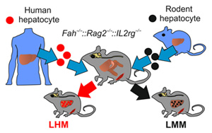 Science Advances：肝細胞影響生物鐘的又一證據
