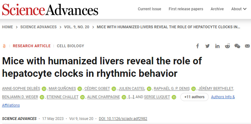 研究表明肝細胞會影響人體內部的生物鐘 研究表明肝細胞會影響人體內部的生物鐘