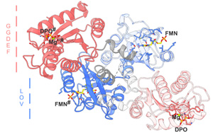 Science子刊:酶的開關