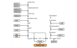 Nature：利用CRISPR，終于弄清楚了一種獨特的免疫細胞是如何識別并摧毀腫瘤的