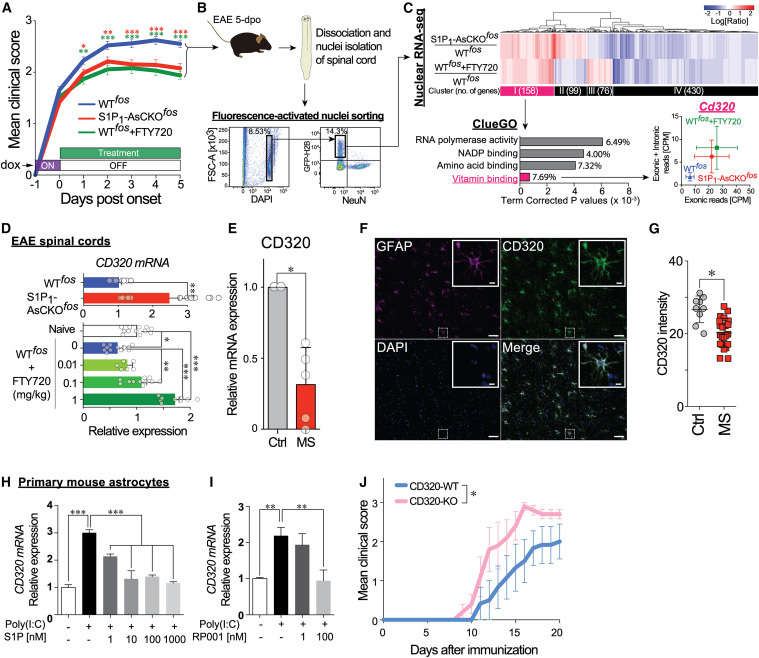 FTY720 restores CD320 expression that is downregulated in EAE and MS lesions and is essential for protecting against neuroinflammation
FTY720恢復(fù)CD320的表達(dá),CD320在EAE和MS病變中下調(diào),對(duì)預(yù)防神經(jīng)炎癥至關(guān)重要
FTY720 restores CD320 expression that is downregulated in EAE and MS lesions and is essential for protecting against neuroinflammation
FTY720恢復(fù)CD320的表達(dá),CD320在EAE和MS病變中下調(diào),對(duì)預(yù)防神經(jīng)炎癥至關(guān)重要