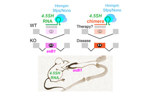 神秘的小RNA分子:第一個自然產生的,能調節選擇性剪接的RNA