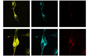PNAS:脂肪酸調(diào)節(jié)脂質(zhì)生物合成的新途徑
