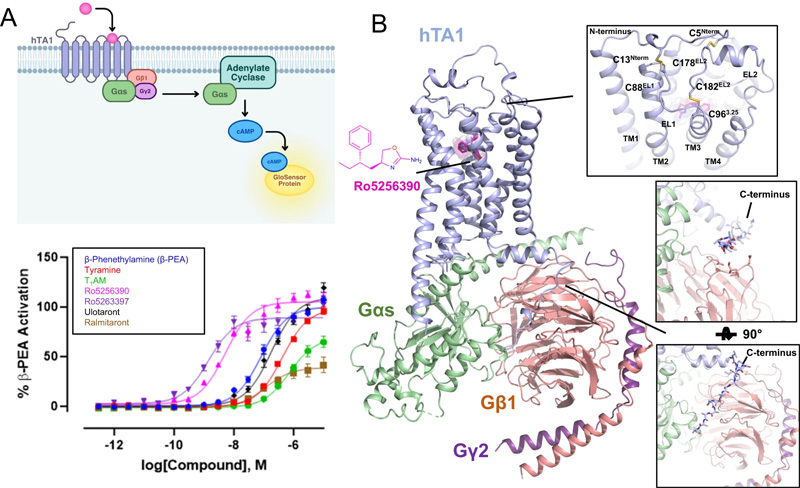 hTA1-Gs復合物的藥理學和結構特征 hTA1-Gs復合物的藥理學和結構特征