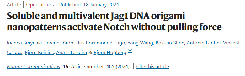 可溶性多價(jià)Jag1DNA折疊納米模板在沒(méi)有外力作用下激活細(xì)胞受體Notc 可溶性多價(jià)Jag1DNA折疊納米模板在沒(méi)有外力作用下激活細(xì)胞受體Notc