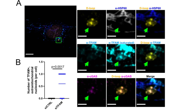 TFAM結(jié)合的類核存在于TFAM敲除和HSV-1 UL12.5擴(kuò)增細(xì)胞的線粒體外 TFAM結(jié)合的類核存在于TFAM敲除和HSV-1 UL12.5擴(kuò)增細(xì)胞的線粒體外