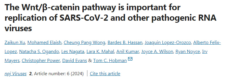 Wnt/β-連環(huán)蛋白通路對SARS-CoV-2和其它致病性RNA病毒的復(fù)制很重要 Wnt/β-連環(huán)蛋白通路對SARS-CoV-2和其它致病性RNA病毒的復(fù)制很重要