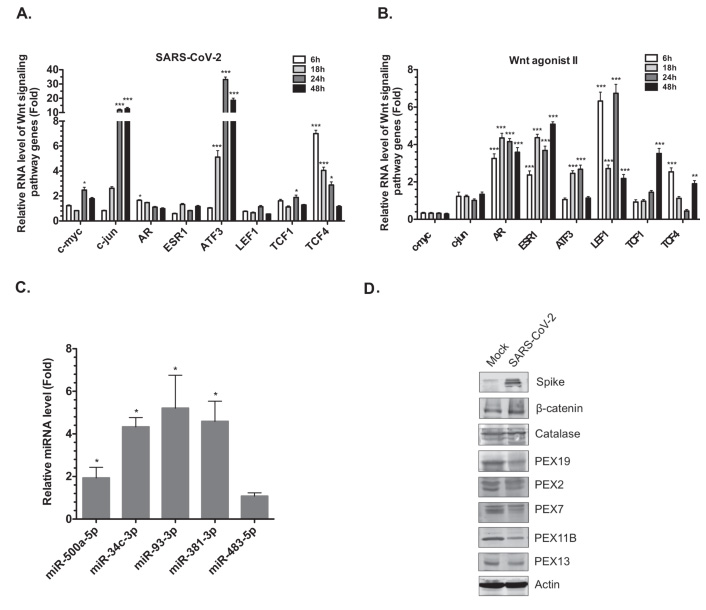 Wnt/β-連環(huán)蛋白信號通路相關(guān)基因在SARS-CoV-2感染期間上調(diào) Wnt/β-連環(huán)蛋白信號通路相關(guān)基因在SARS-CoV-2感染期間上調(diào)