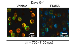 Science Immunology發現負責快速免疫反應的關鍵代謝過程