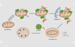 Nature Metabolism:胰島素影響細胞能量的循環利用