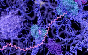 長壽RNA？Science首次發現了長壽RNA在細胞壽命中的突出作用