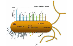 PNAS:大腸桿菌如何造成尿路感染