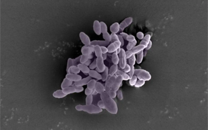 Science Immunology:一種腸道細(xì)菌可以增強(qiáng)免疫反應(yīng),增強(qiáng)癌癥免疫治療