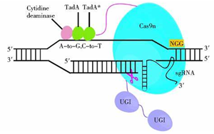 Nature Biotechnology:一種新的基因編輯系統(tǒng)可以治療復(fù)雜的疾病