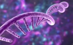 《Nature》新技術捕獲了短壽命RNA，從而揭示了細胞中基因轉錄的隱秘協調方式