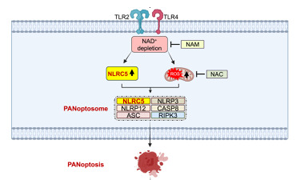 《Cell》首次發現NLRC5在免疫反應和細胞死亡中的作用